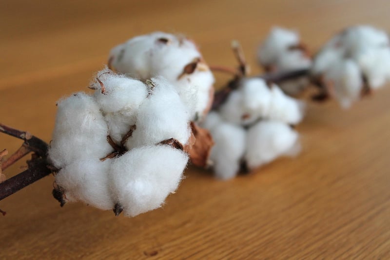 Cotton Field